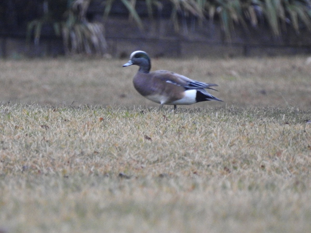 Canard d'Amérique - ML615430603