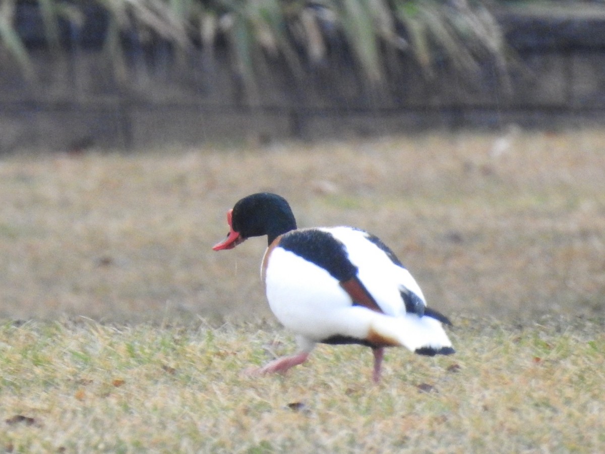 Common Shelduck - ML615430618