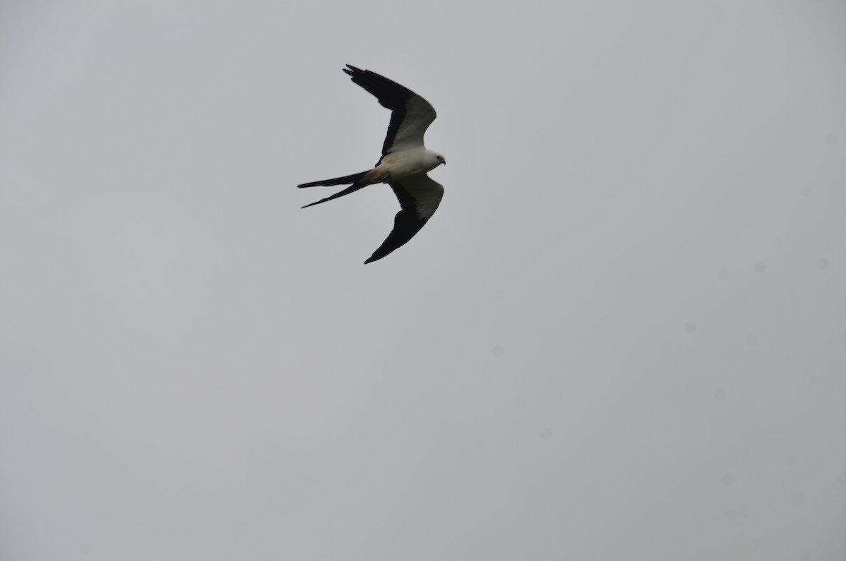 Swallow-tailed Kite - ML615430625