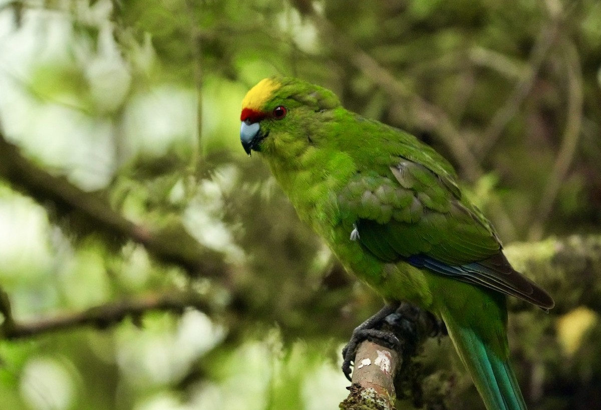 Yellow-crowned Parakeet - Cliff Halverson