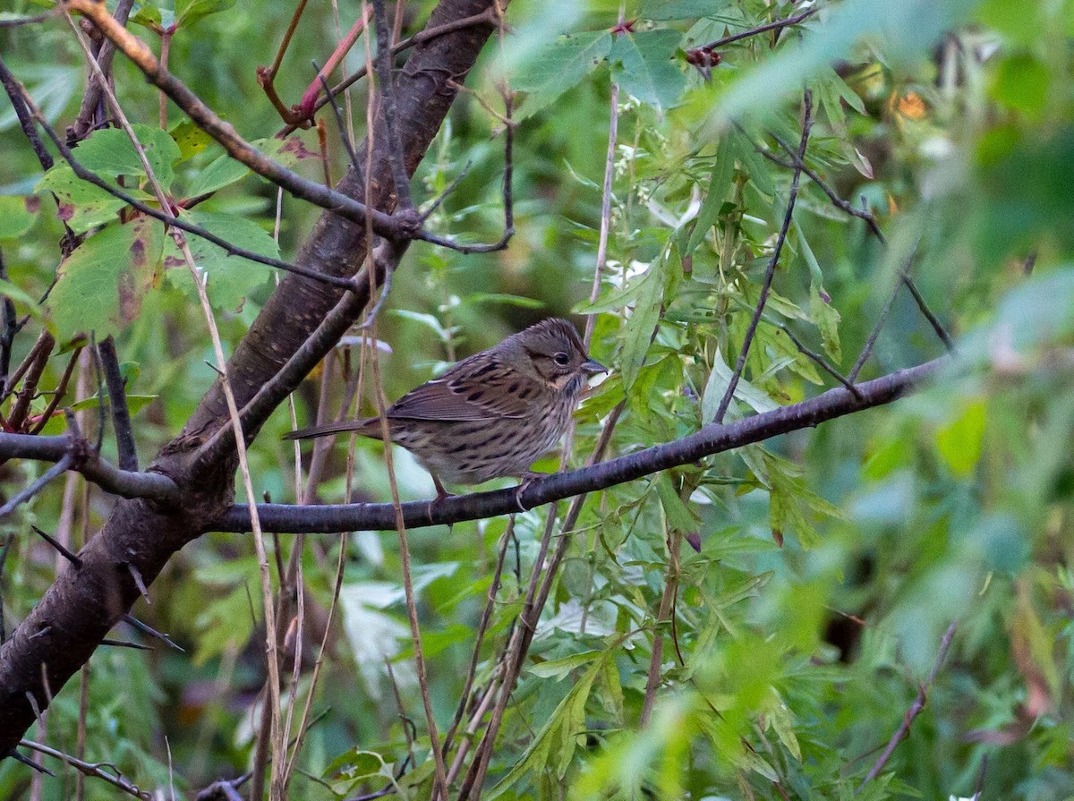 Lincoln's Sparrow - Paul Mandala