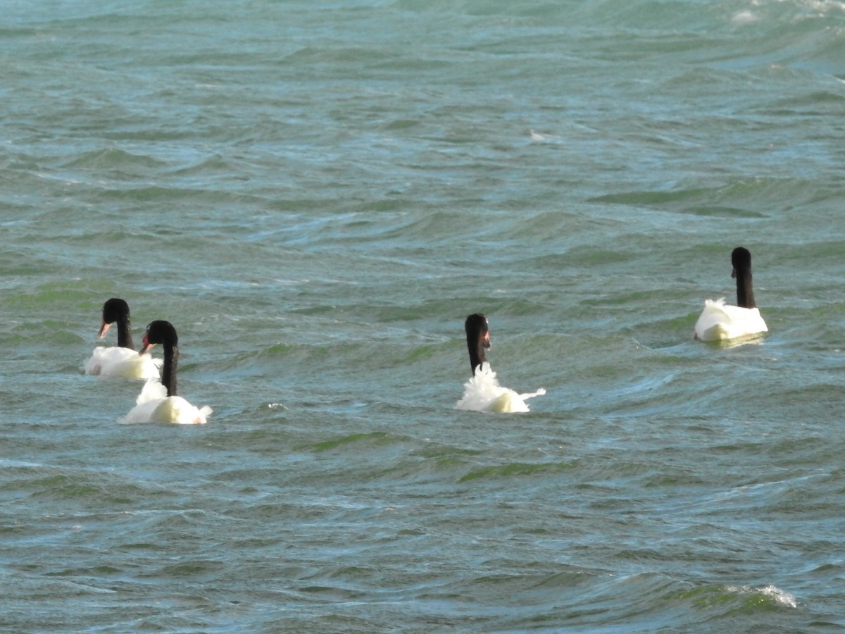 Black-necked Swan - ML615430706