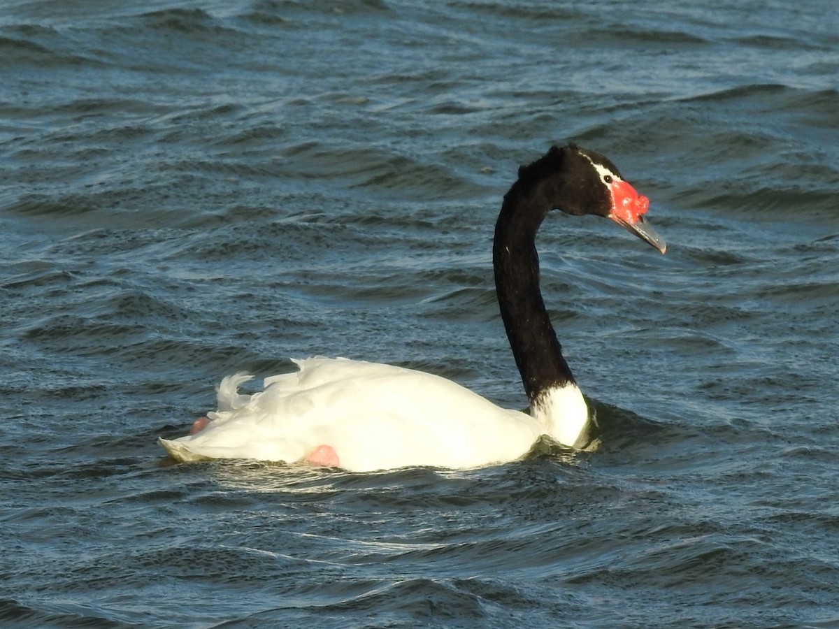 Black-necked Swan - ML615430707