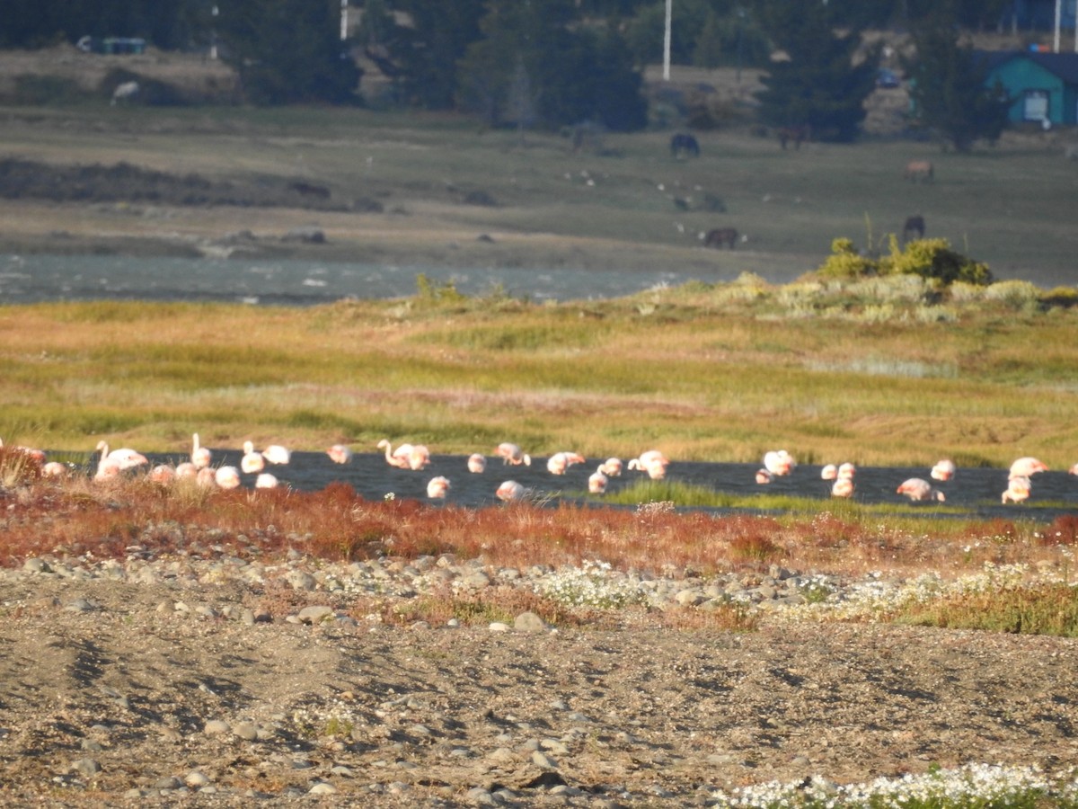 Chilean Flamingo - ML615430724