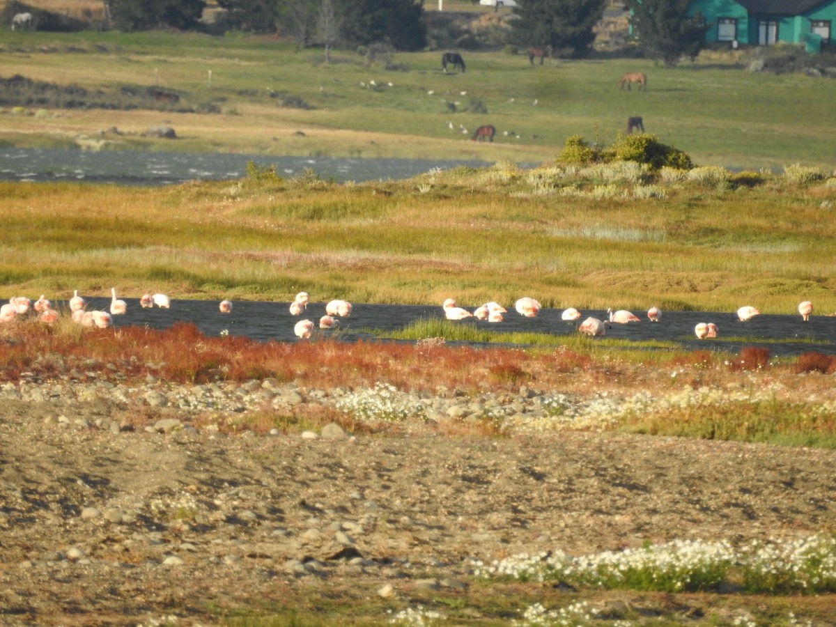 Chilean Flamingo - ML615430726