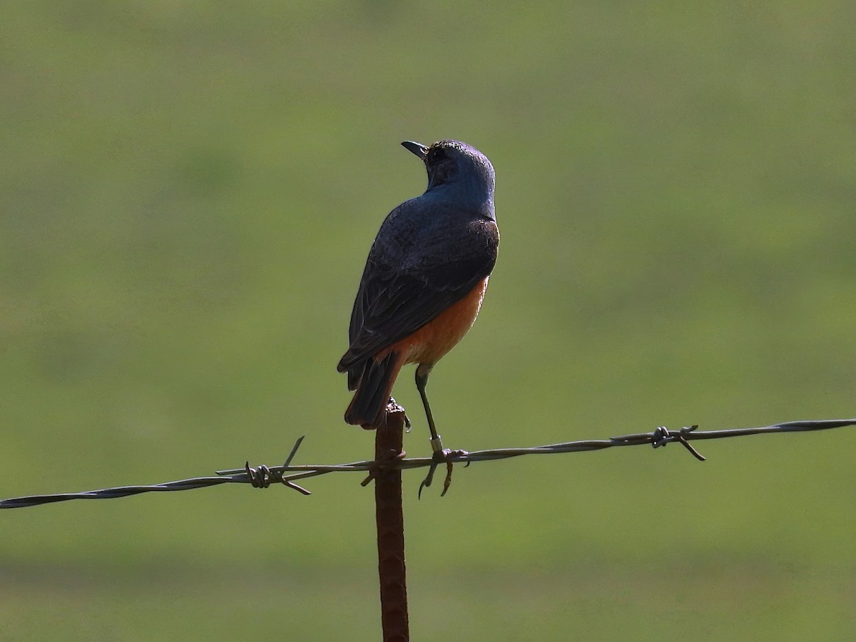 Sentinel Rock-Thrush - Anonymous