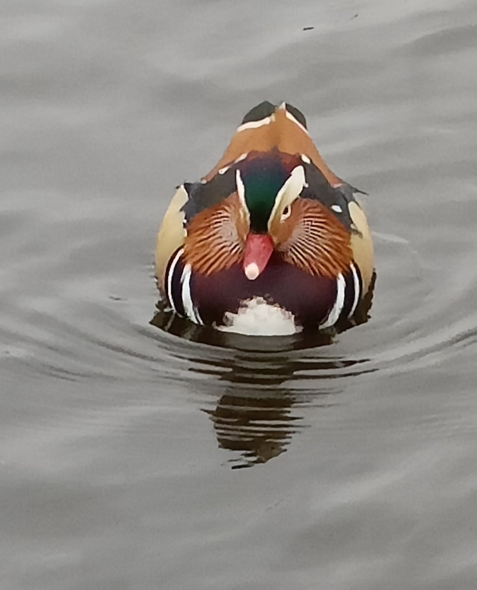 Mandarin Duck - Ian Barber