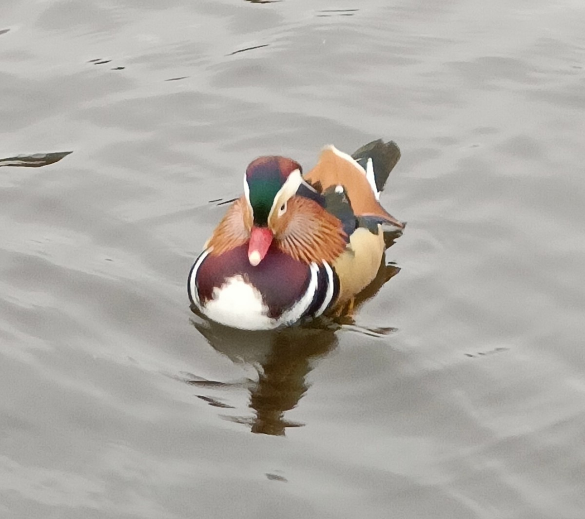 Mandarin Duck - ML615430758