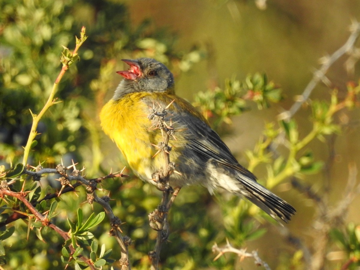 Gray-hooded Sierra Finch - ML615430761