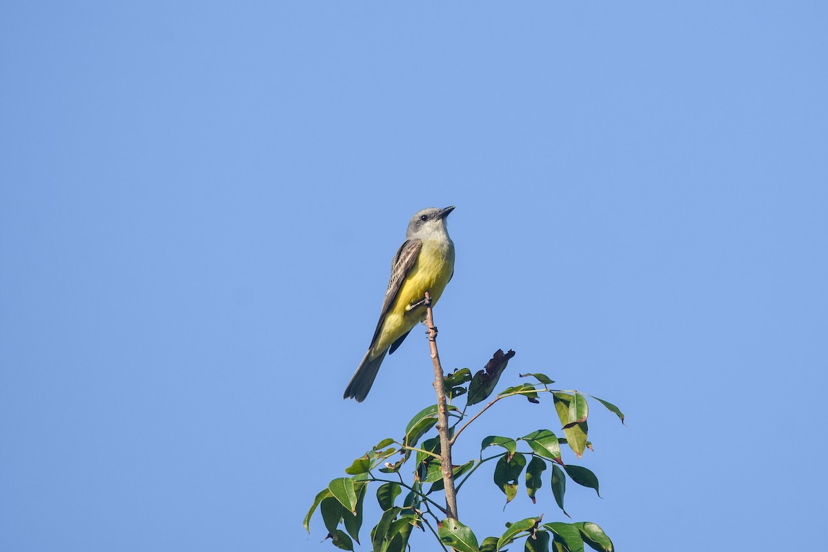 Tropical Kingbird - ML615430805