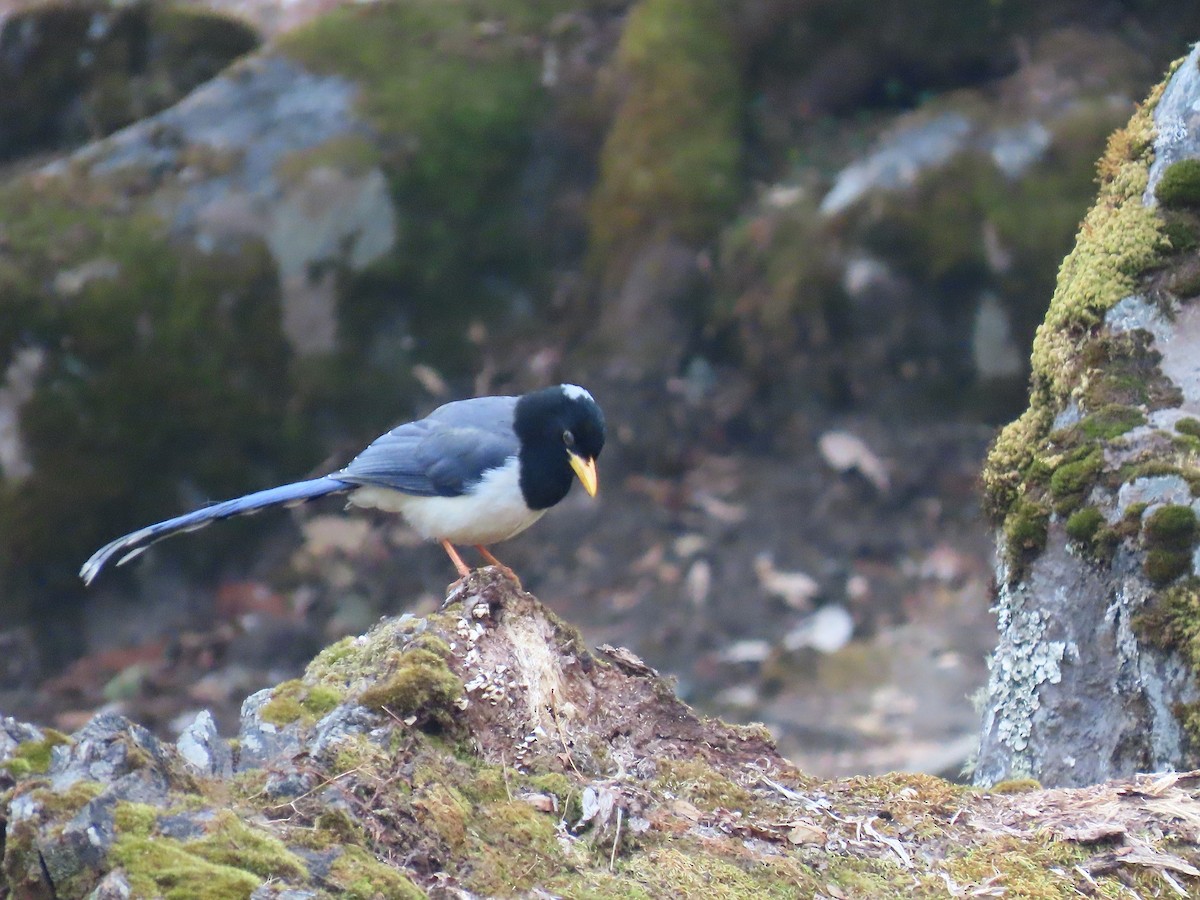 Yellow-billed Blue-Magpie - ML615430826