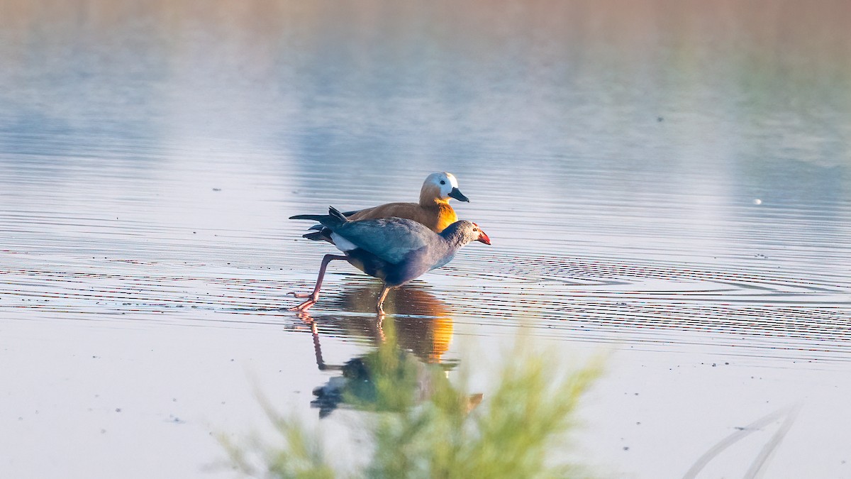 Ruddy Shelduck - ML615430835