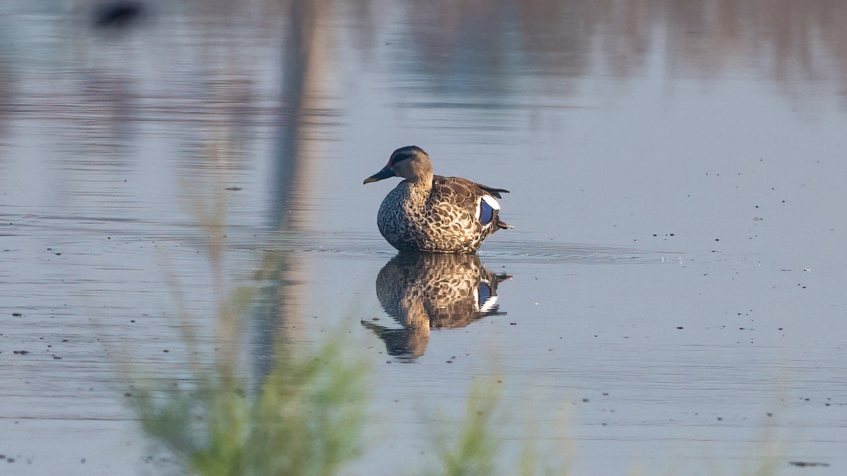 Indian Spot-billed Duck - ML615430838