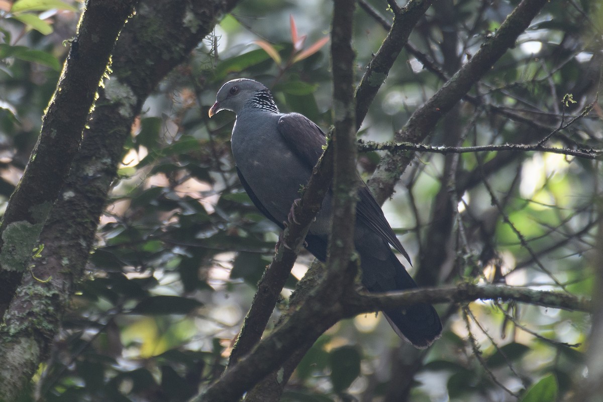 Nilgiri Wood-Pigeon - ML615430850