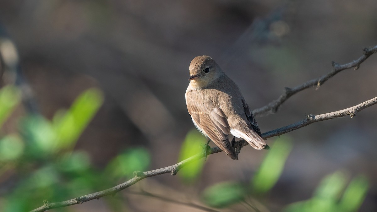 Red-breasted Flycatcher - ML615430853