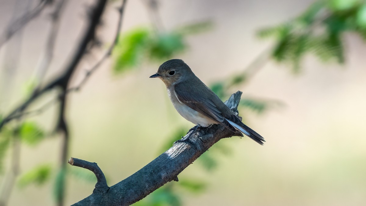 Red-breasted Flycatcher - ML615430857