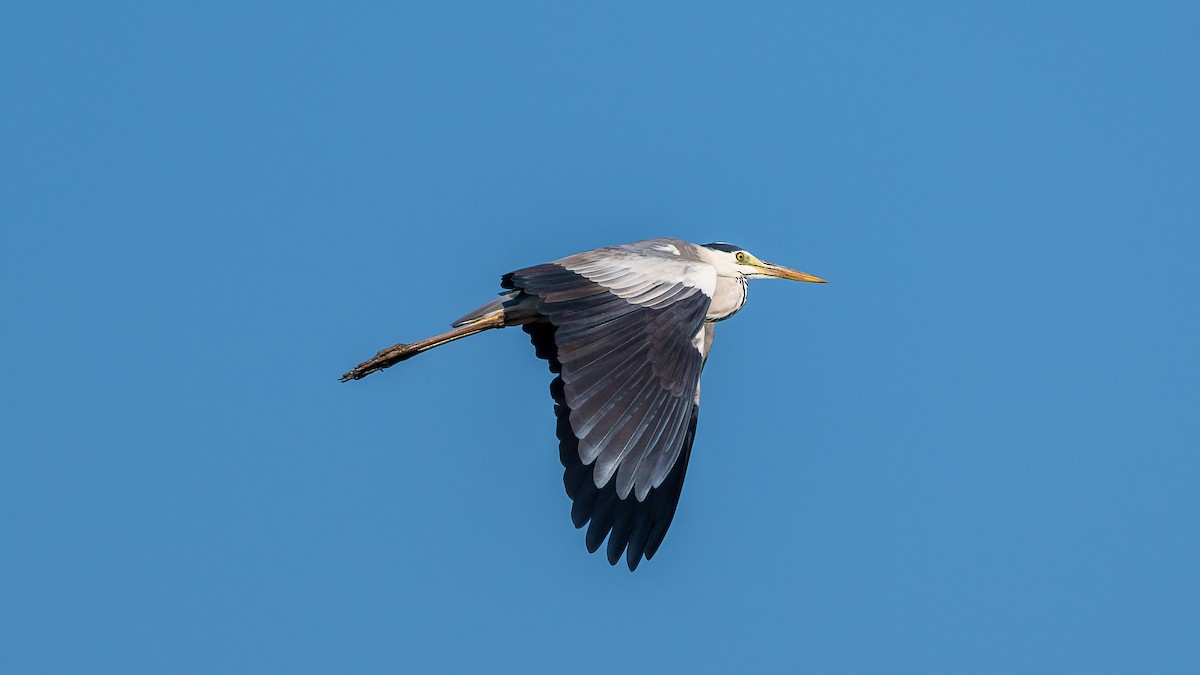 Gray Heron - ML615430863