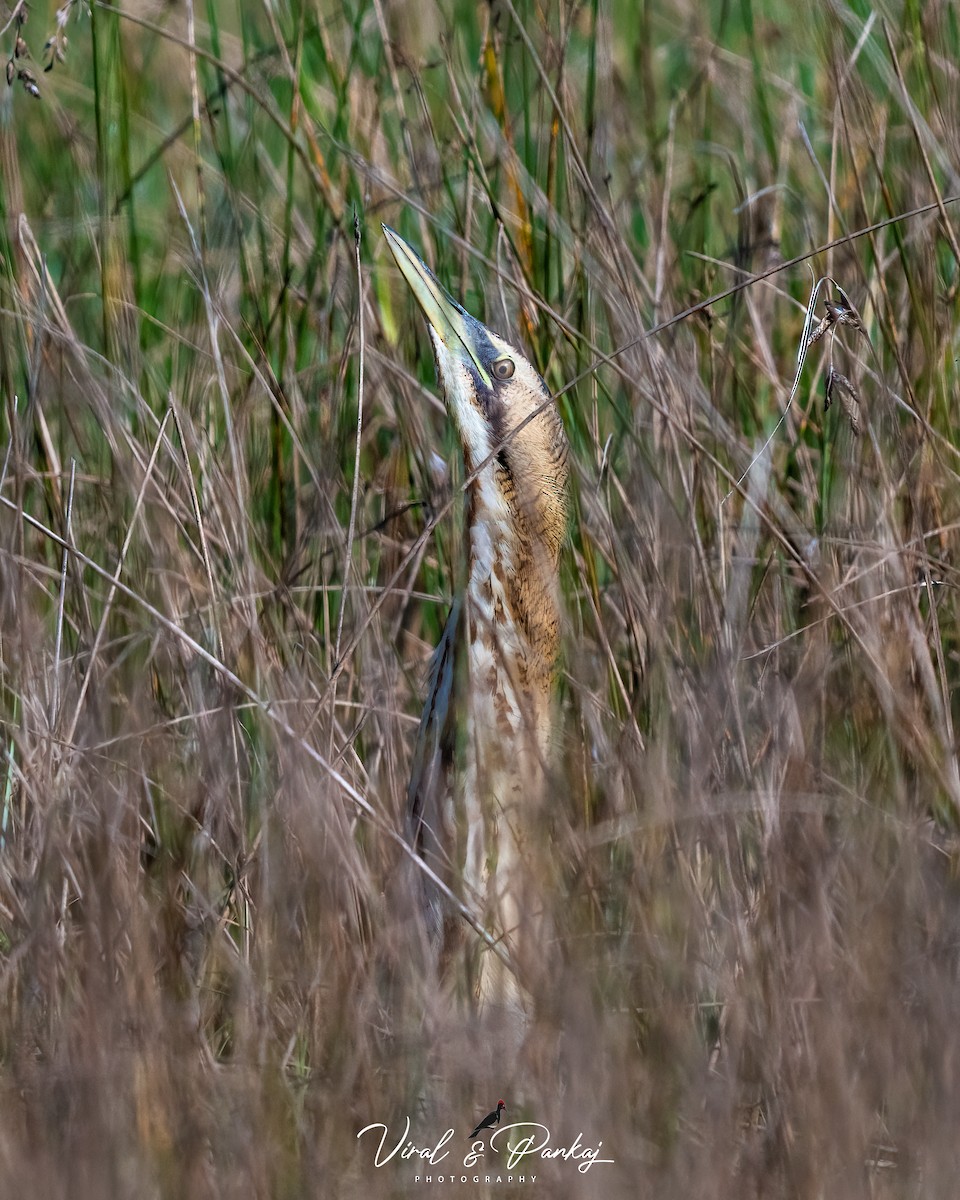 Great Bittern - Pankaj Maheria