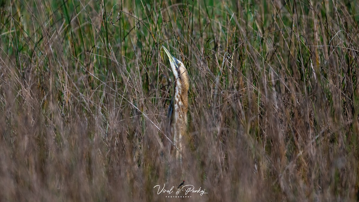 Great Bittern - ML615430881