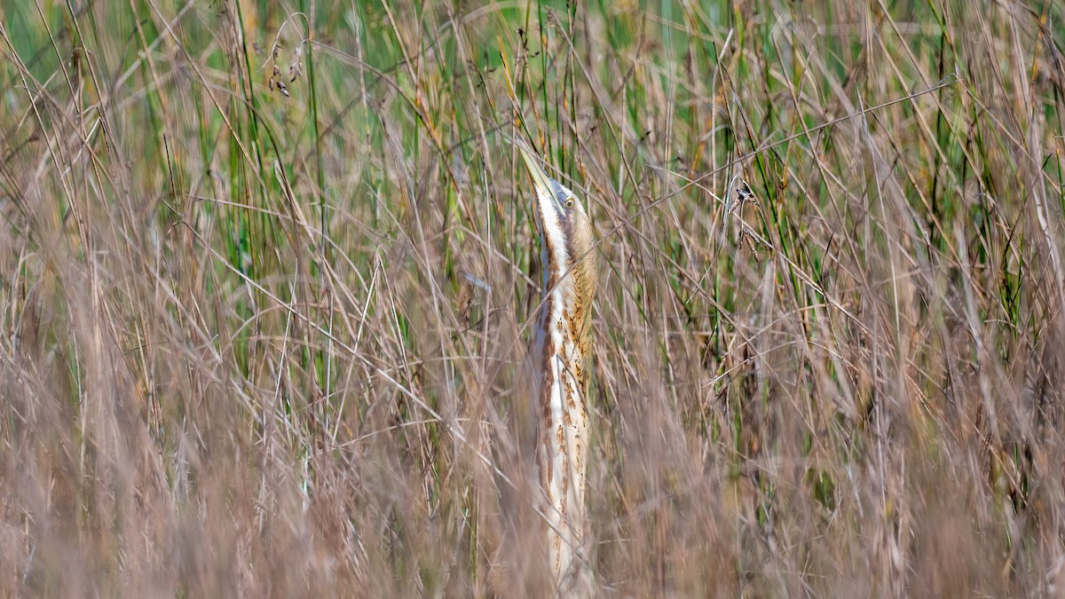 Great Bittern - ML615430921