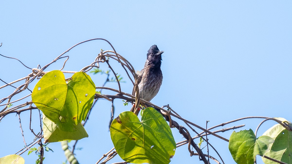 Red-vented Bulbul - ML615430923