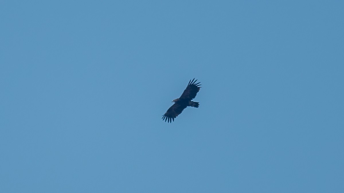 Greater Spotted Eagle - ML615430926