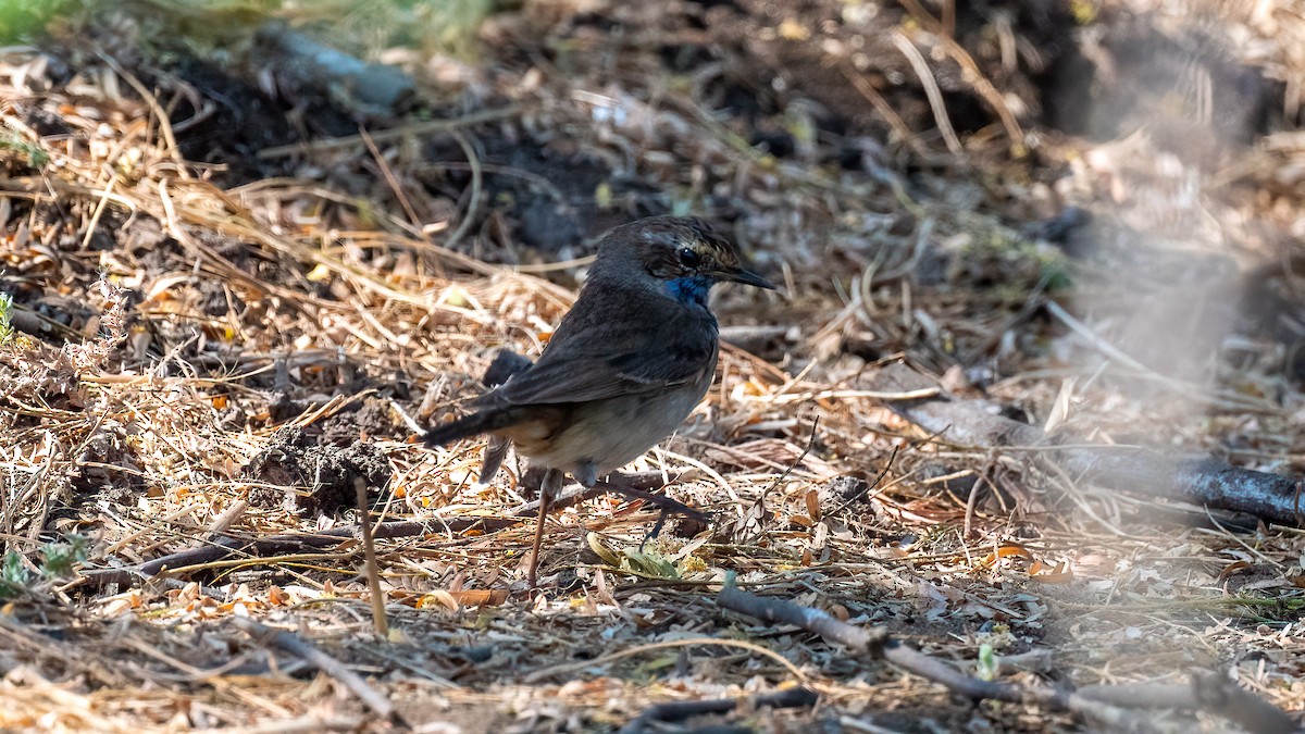 Bluethroat - ML615430937