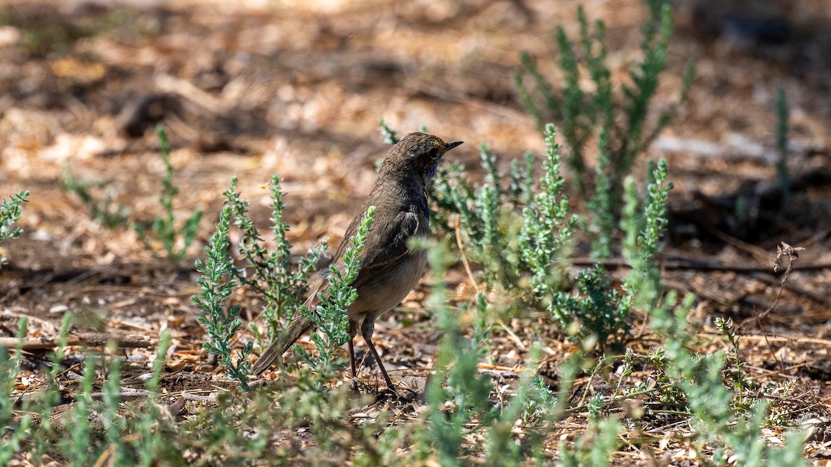 Bluethroat - ML615430938