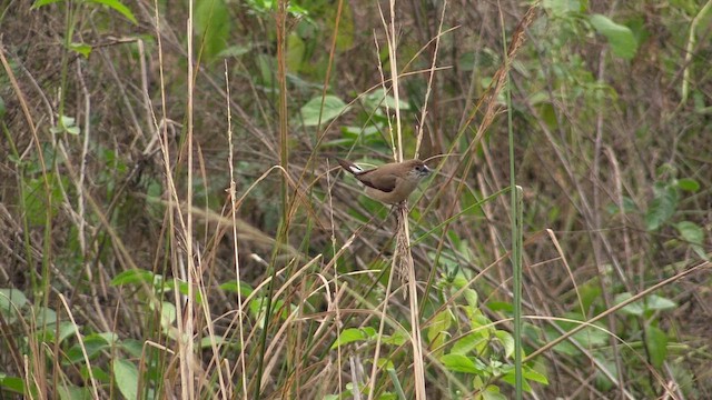 Indian Silverbill - ML615430939