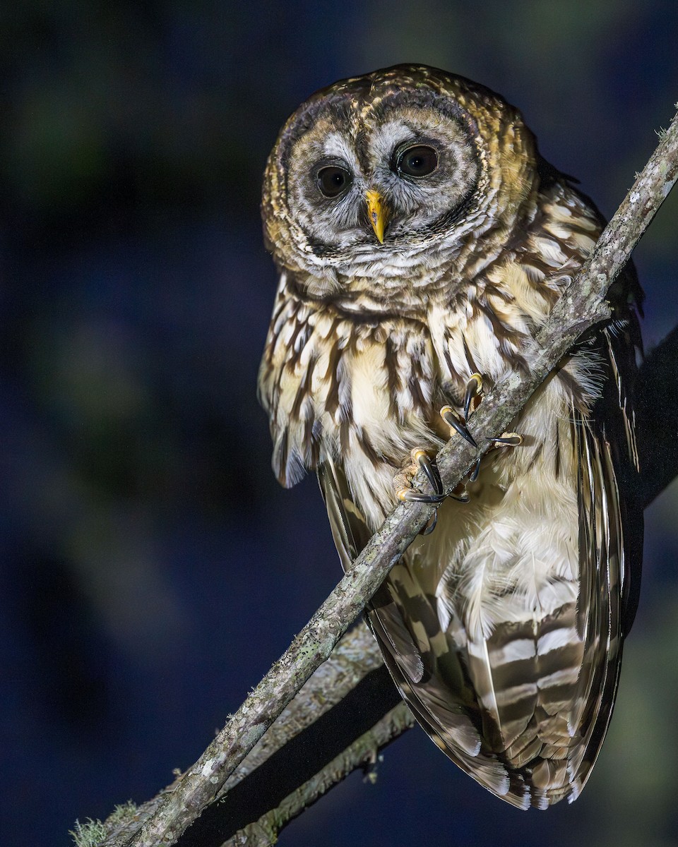 Fulvous Owl - ML615430972