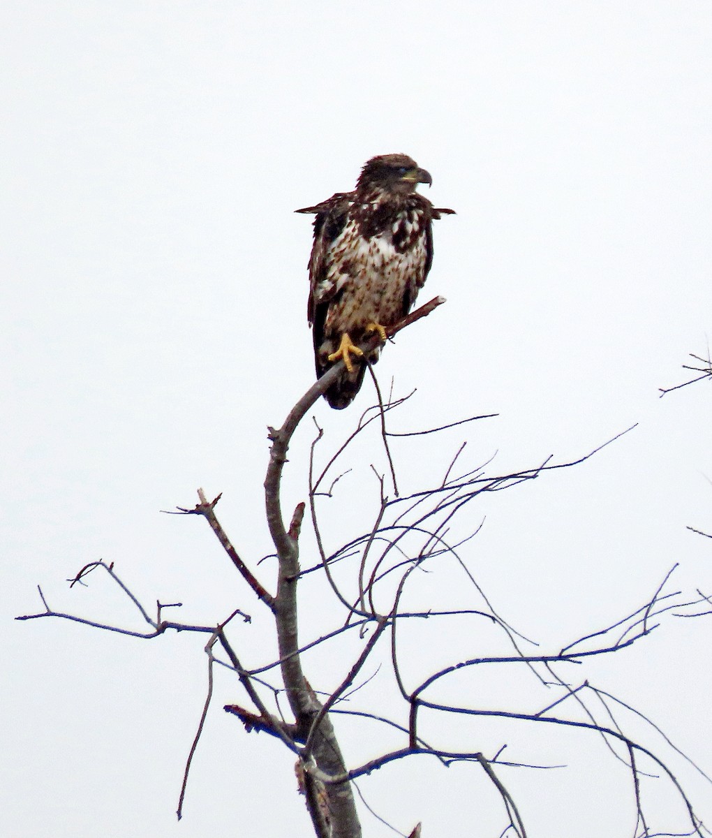 Bald Eagle - ML615430975