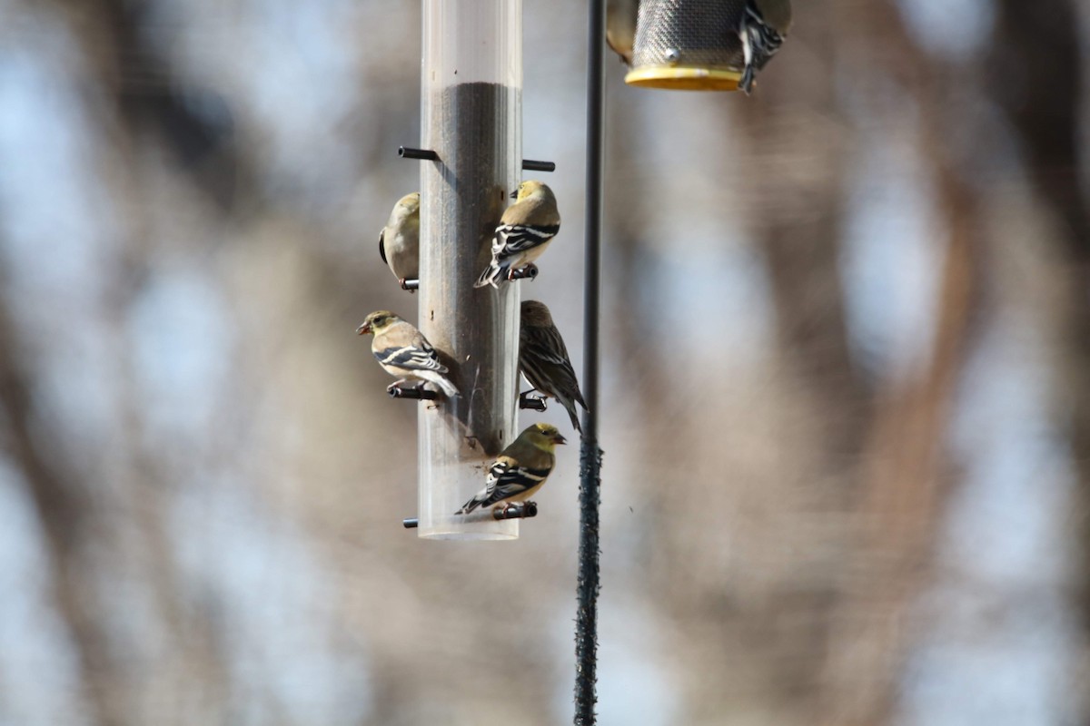 Pine Siskin - ML615430984