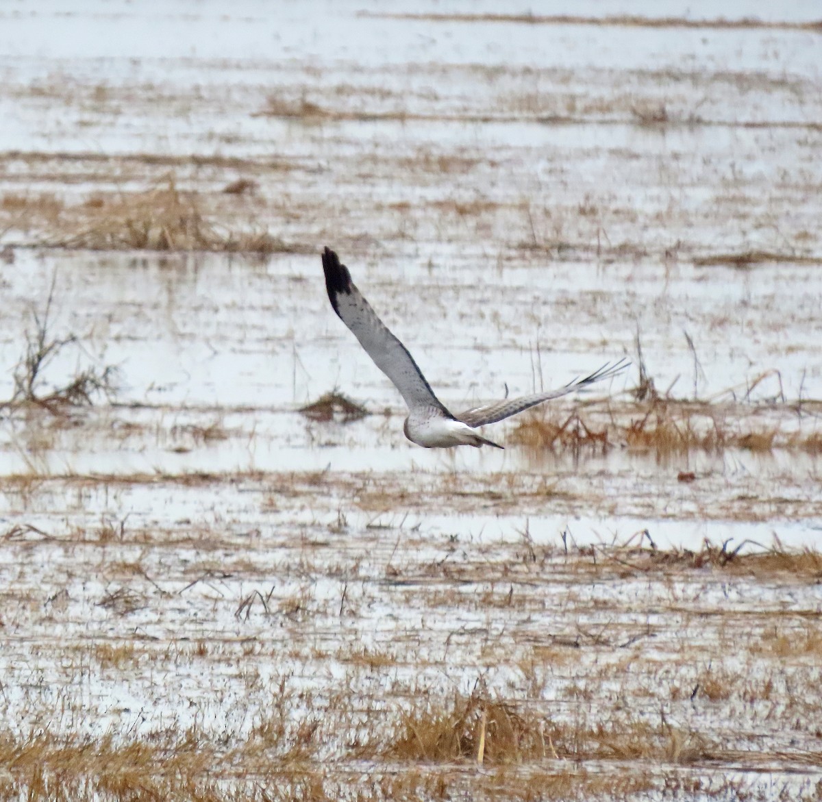 Northern Harrier - ML615431007