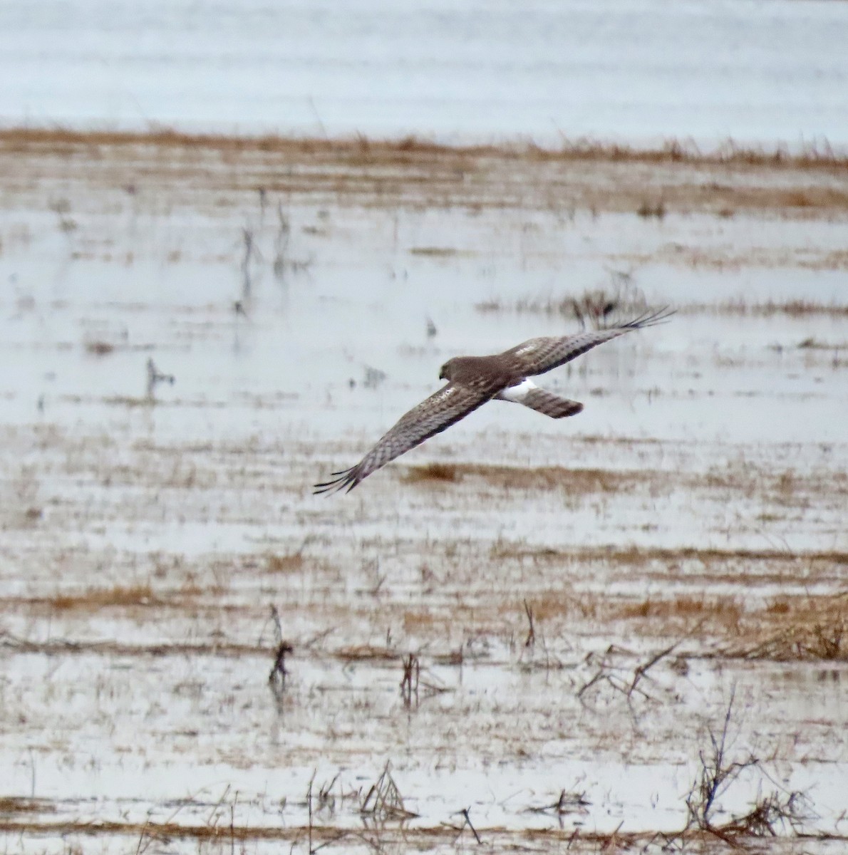 Northern Harrier - ML615431008