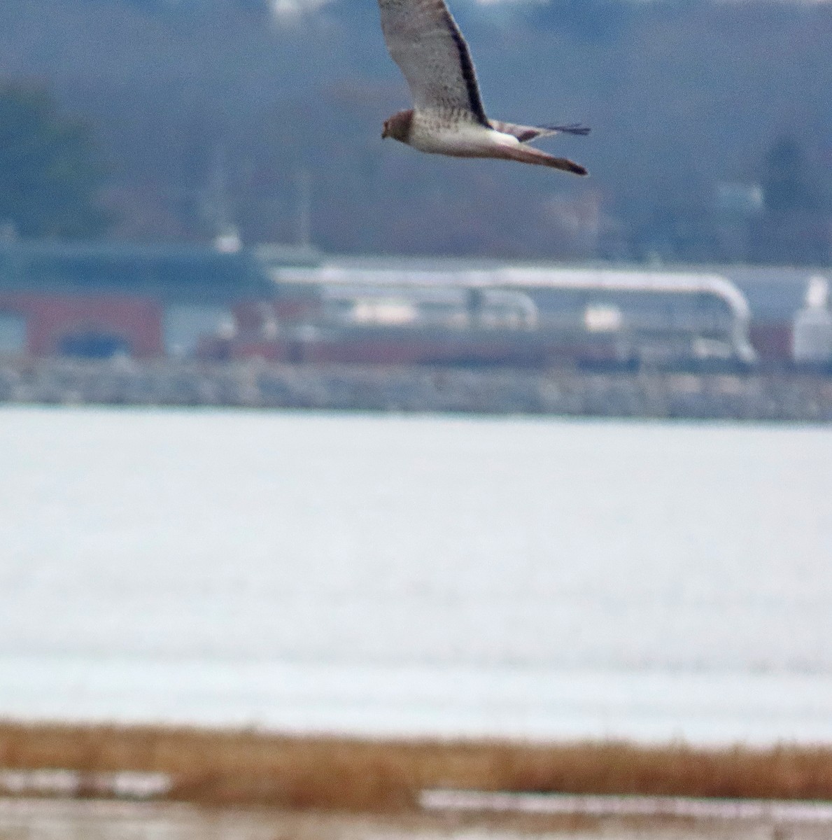 Northern Harrier - ML615431011