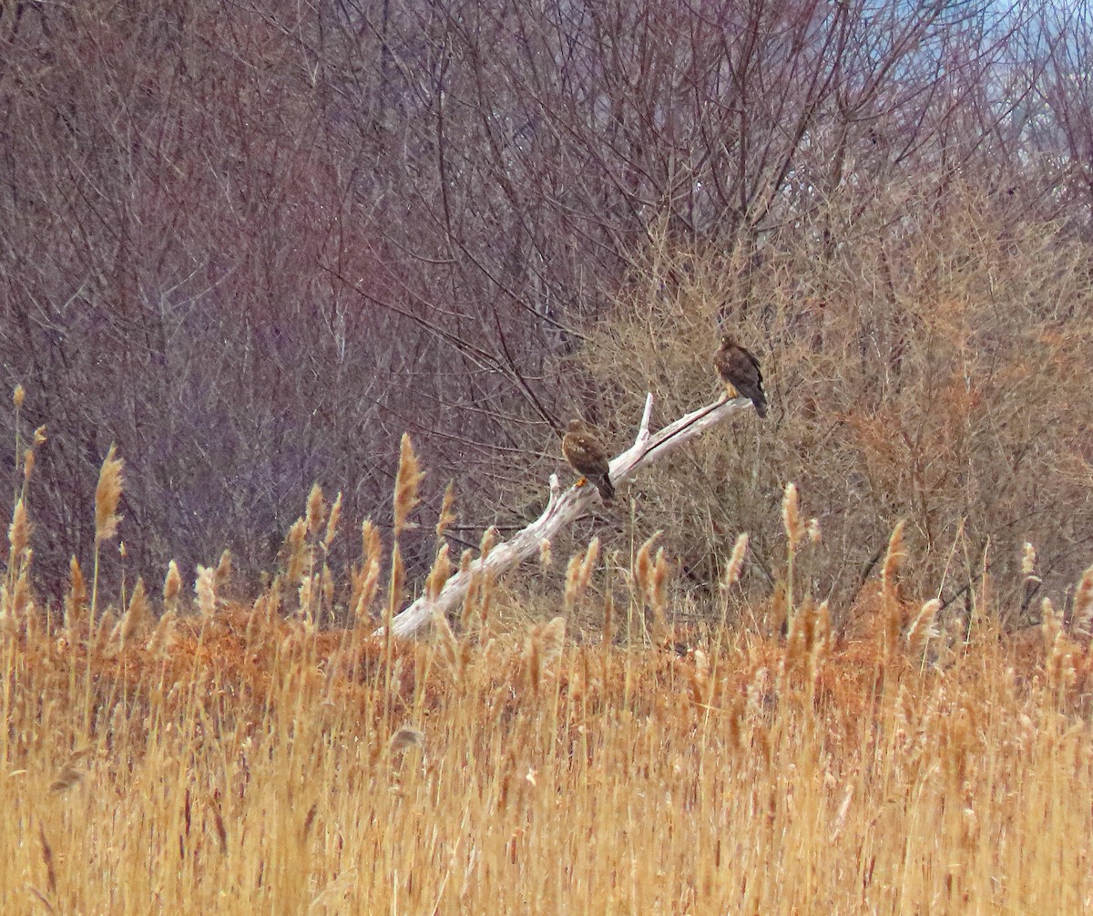 Northern Harrier - ML615431017