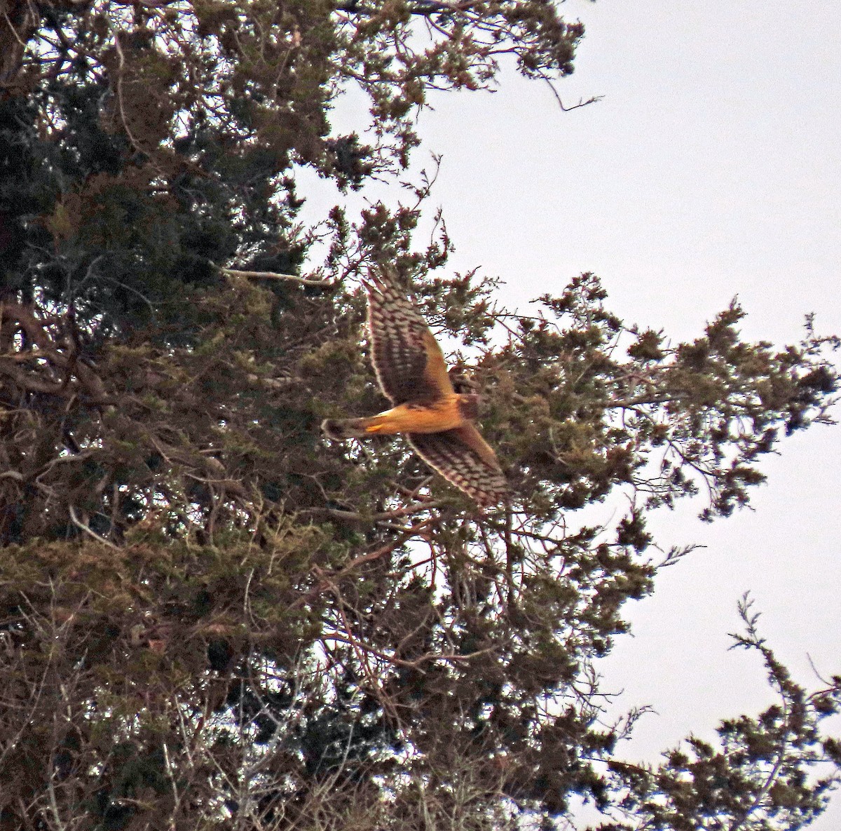 Northern Harrier - ML615431020