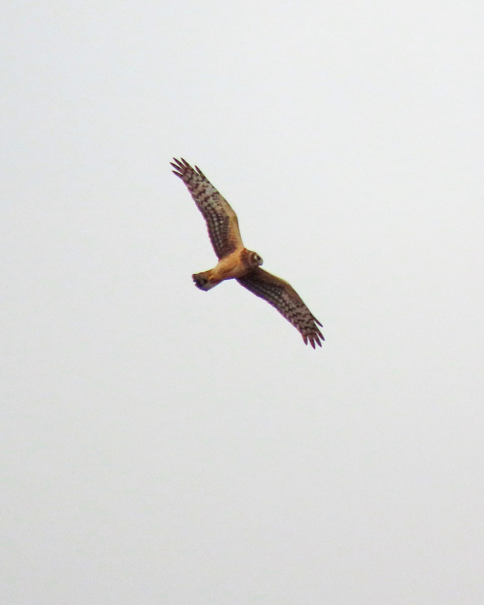 Northern Harrier - ML615431021