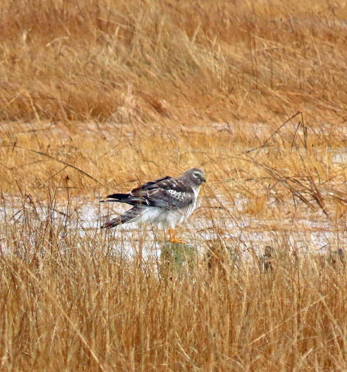 Northern Harrier - ML615431023