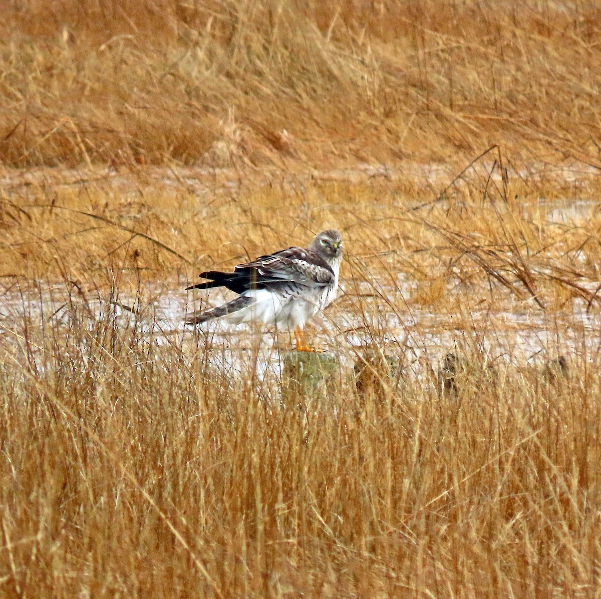 Northern Harrier - ML615431025