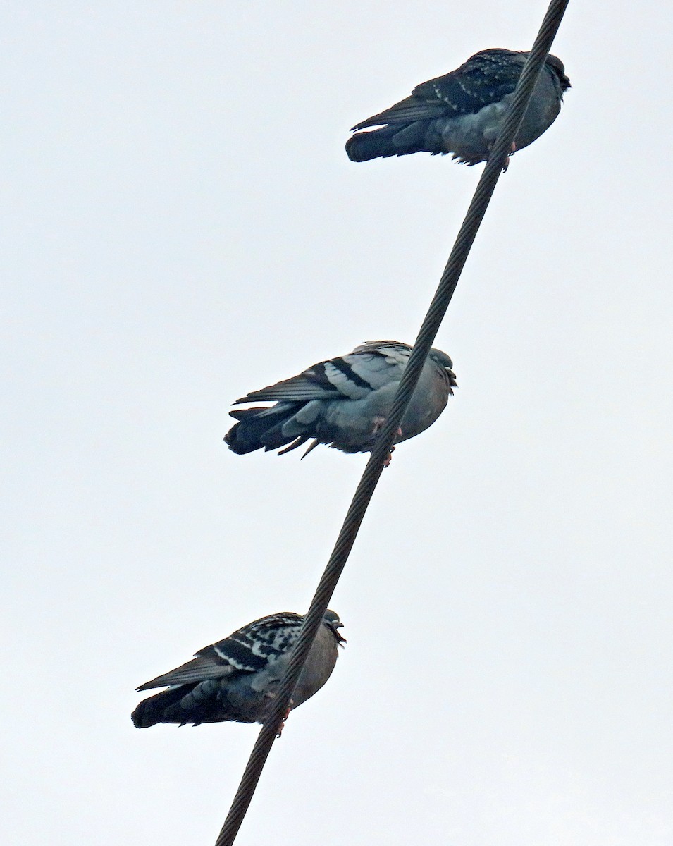 Rock Pigeon (Feral Pigeon) - ML615431032