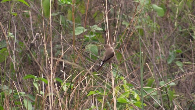 Indian Silverbill - ML615431033