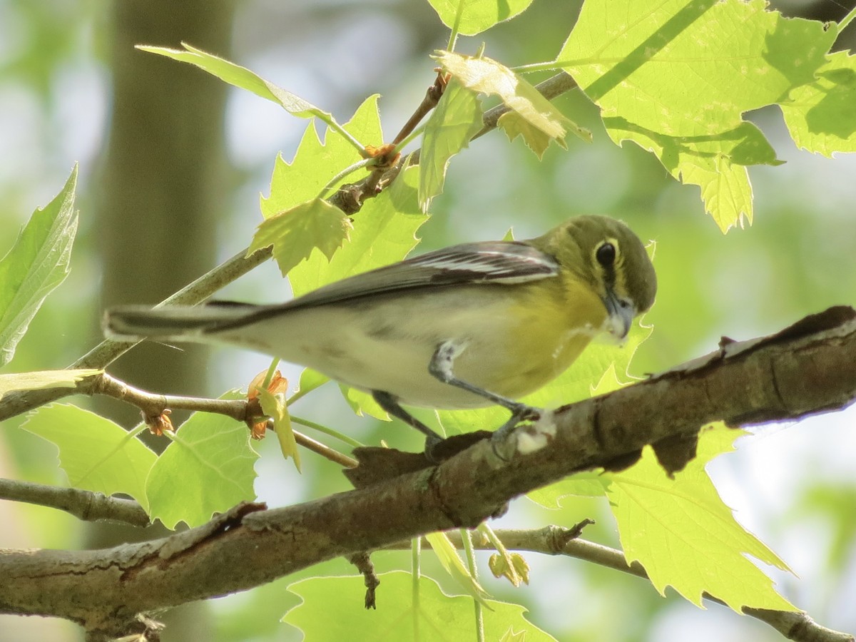 gulbrystvireo - ML615431082