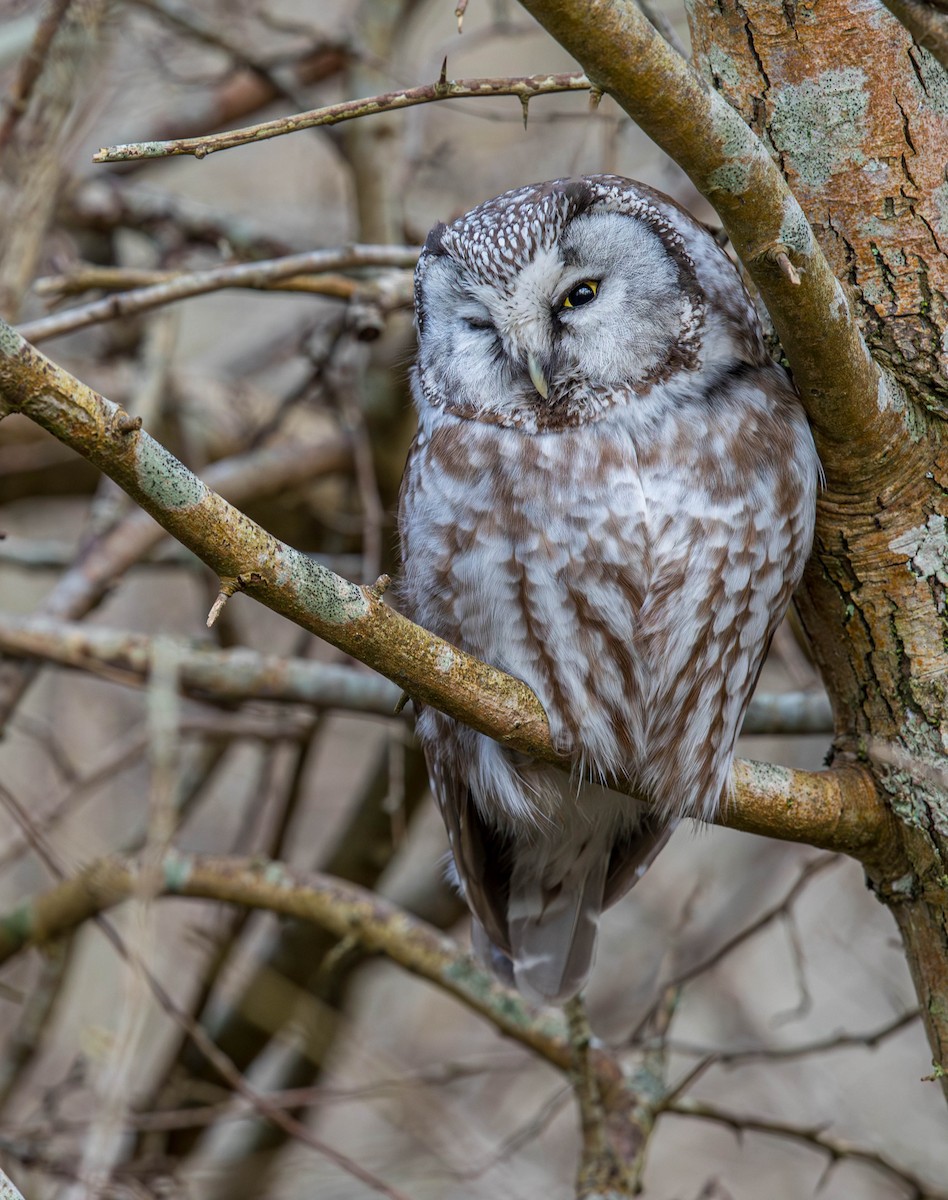 Boreal Owl - ML615431101