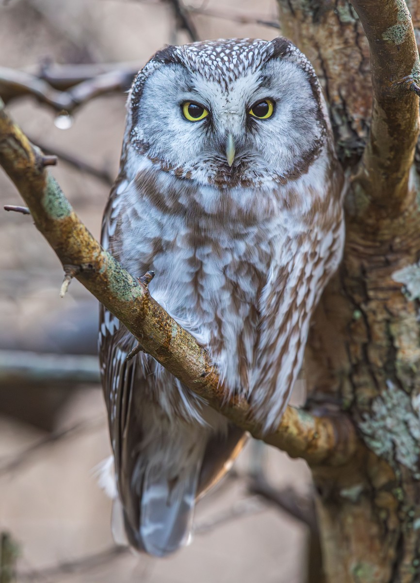 Boreal Owl - ML615431102