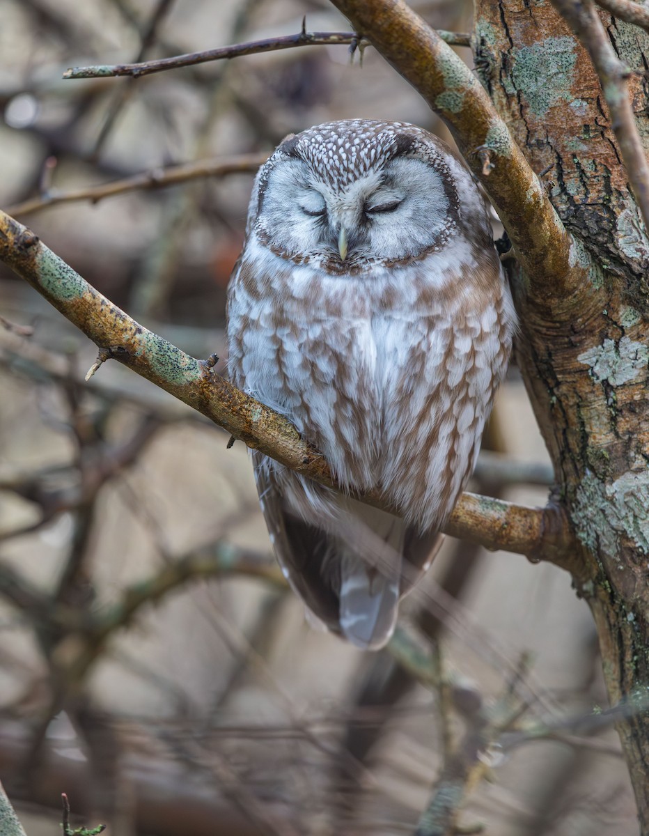 Boreal Owl - Lars Andersen