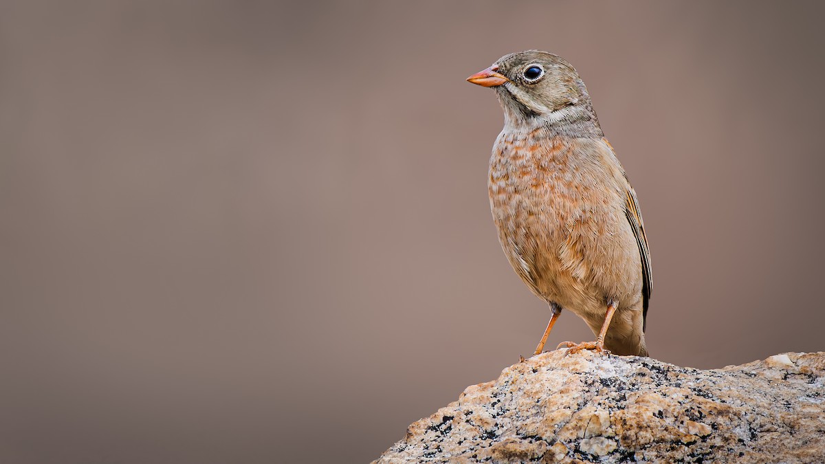 Gray-necked Bunting - ML615431127
