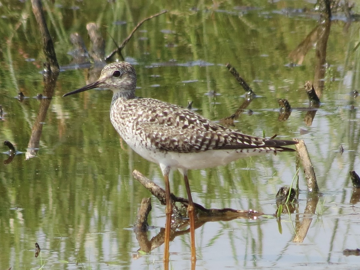 Lesser Yellowlegs - ML615431141