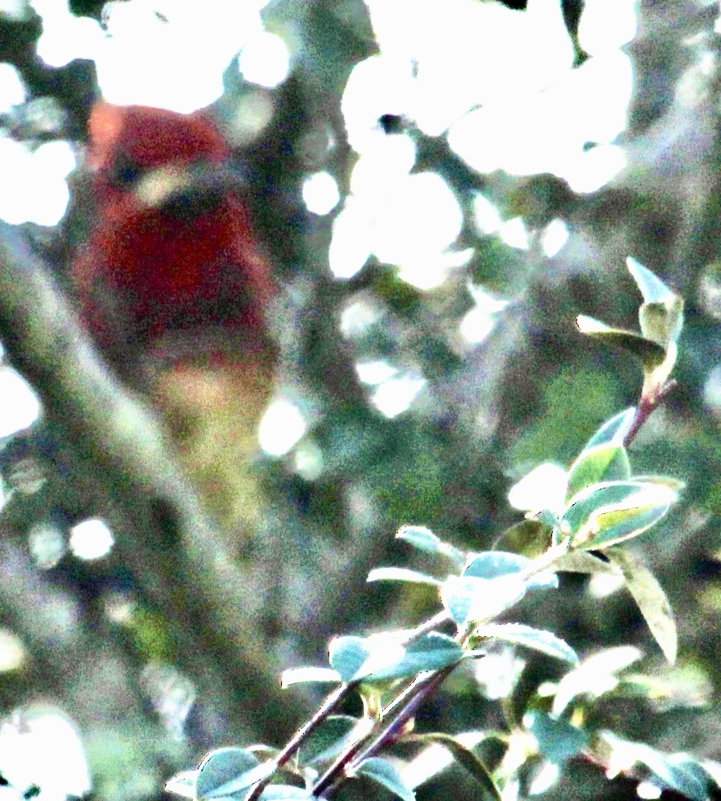 Red-breasted Sapsucker - ML615431152