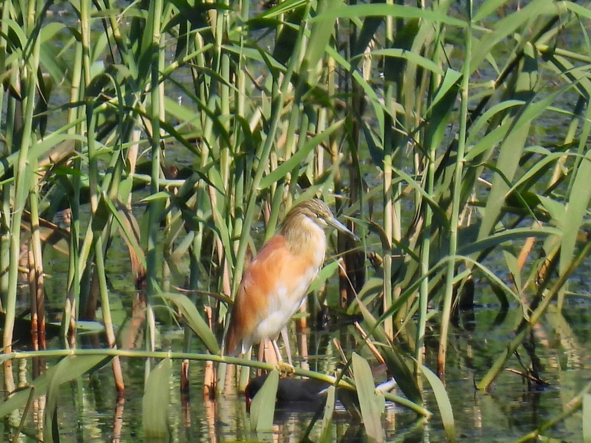 Squacco Heron - Anonymous